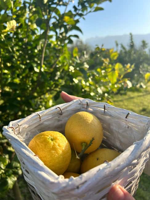 Cooking Class w/Italian Mamma from Pompei! - A Volcano View While You Learn Homemade Pasta