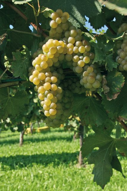 From Naples: Irpinia Wine Tour with 6 Tastings - Key highlights at a glance