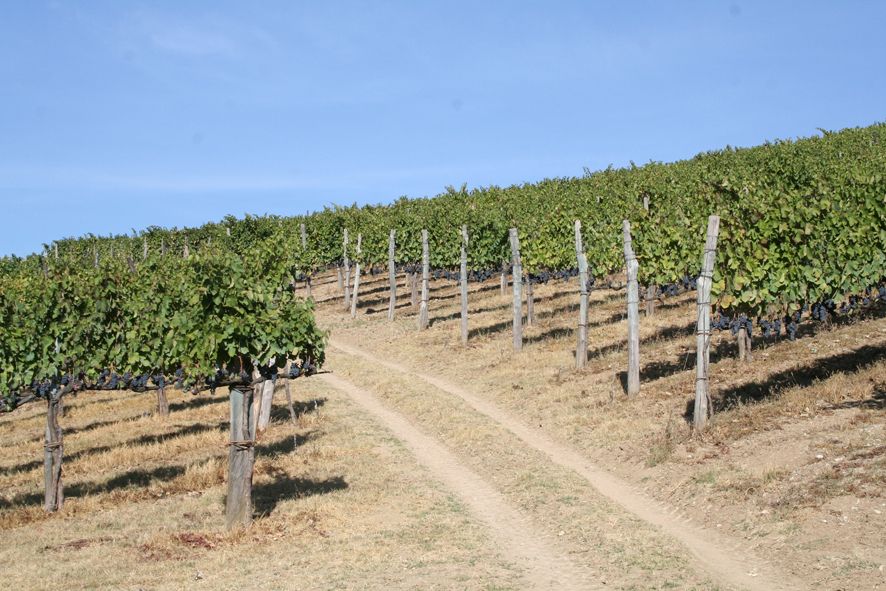 From Naples: Irpinia Wine Tour with 6 Tastings - Irpinia from Naples: why this wine tour works