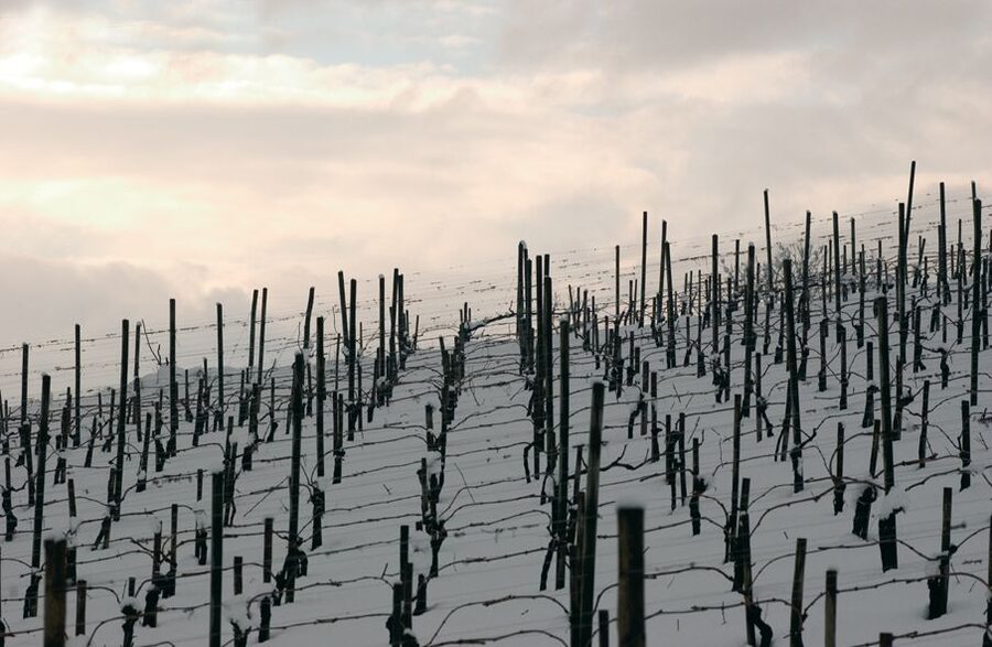 From Naples: Irpinia Wine Tour with 6 Tastings - Stop 2, Montemarano and Sertura Vini d’Irpinia: Taurasi focus and Aglianico grounding