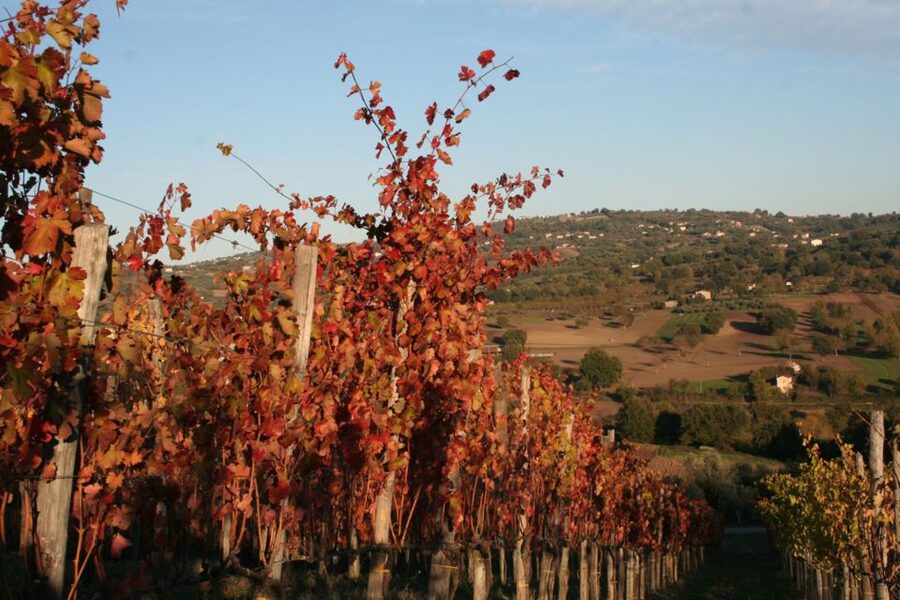 From Naples: Irpinia Wine Tour with 6 Tastings - Lunch reality check: not included, but you do get a break