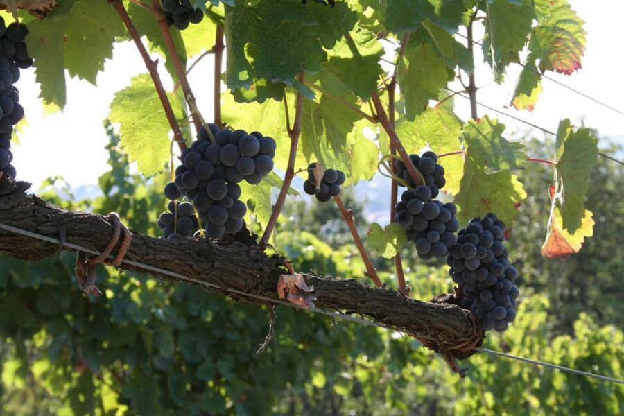 From Naples: Irpinia Wine Tour with 6 Tastings - The guides make the difference: Guy and Gaetano’s style