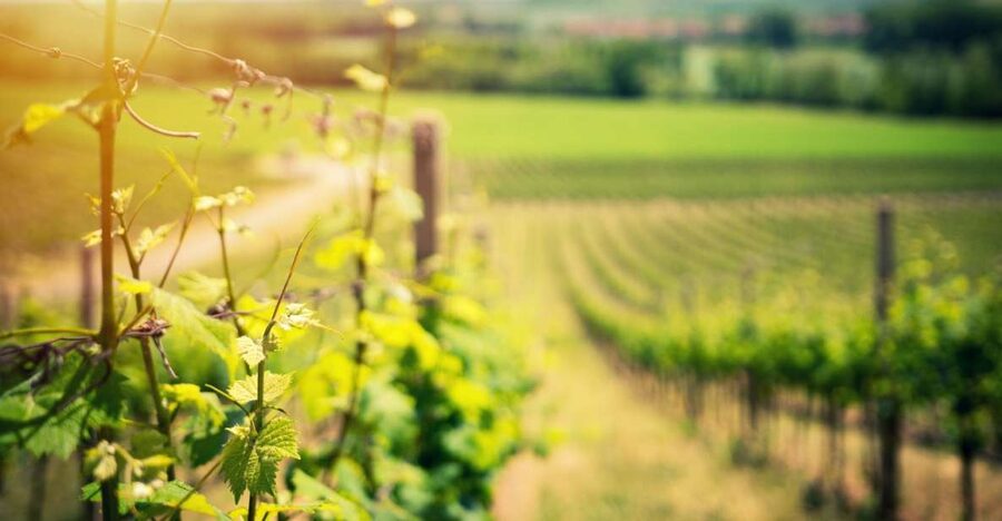 From Naples: Pompeii and Wine Tasting Tour with Lunch - Naples Pickup, Then Right Into the Pompeii Day