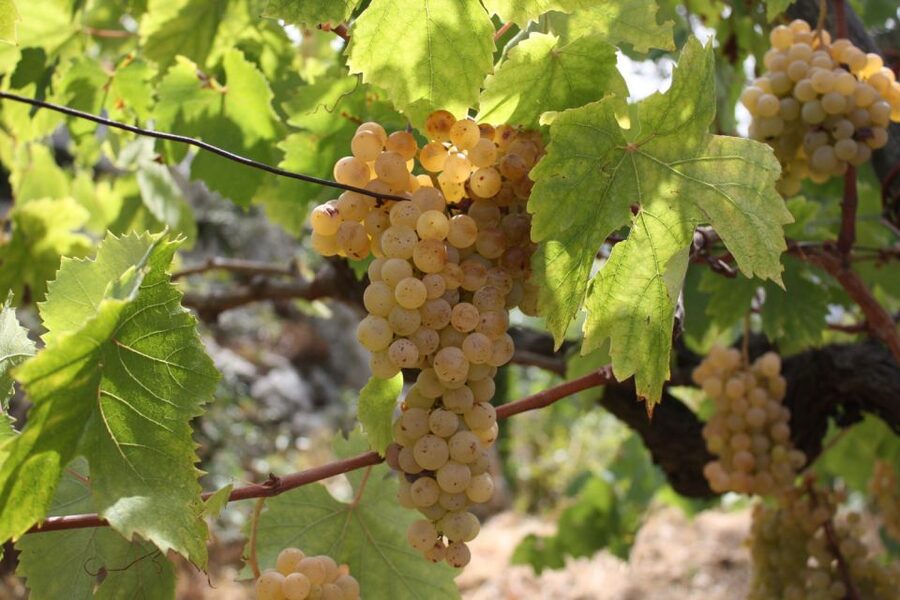 From Naples: Pompeii and Wine Tasting Tour with Lunch - Vineyard Time and the View of Vesuvius