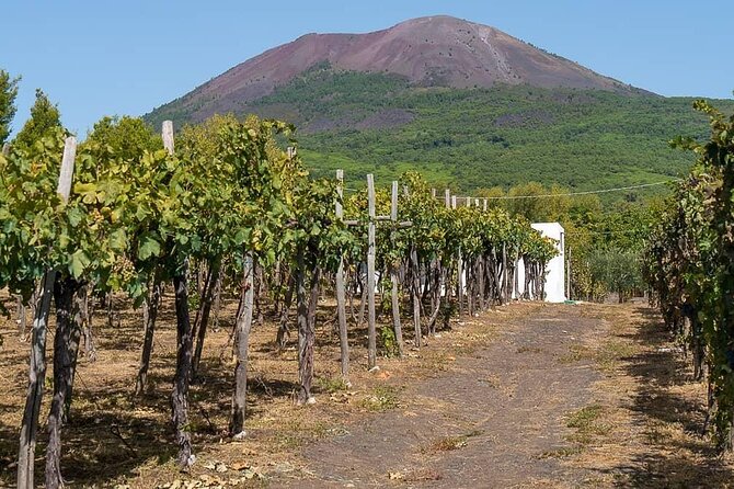 From Naples: Pompeii & Wine Tasting" Private Day Tour - Lunch at the Vineyard: The Midday Reset You Need