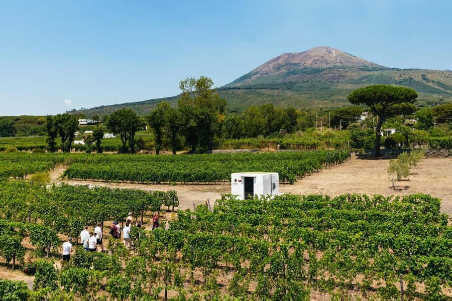 From Naples: Wine Tasting Tour on Vesuvius Slopes with Lunch - Mount Vesuvius farm time: short guided vineyard tour, big scenery payoff