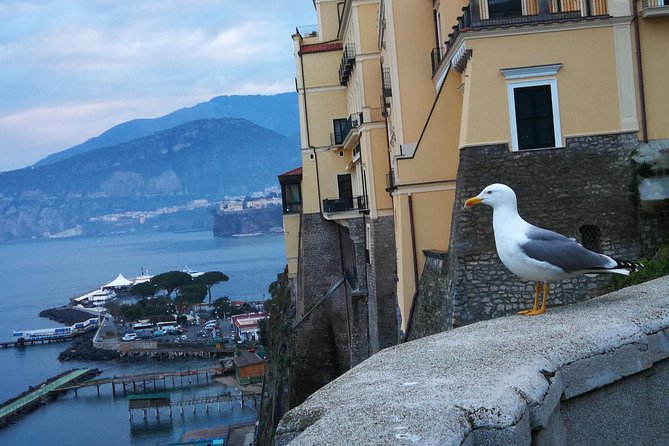 Minivan Tour | Positano Sorrento and Pompeii whit local driver - Price and logistics: what $308.37 really buys you