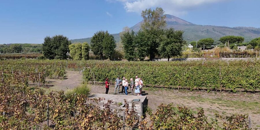 Mount Vesuvius: 5 Wine Tastings with Tour & Lunch Included - The five Vesuvian tastings you’ll actually remember