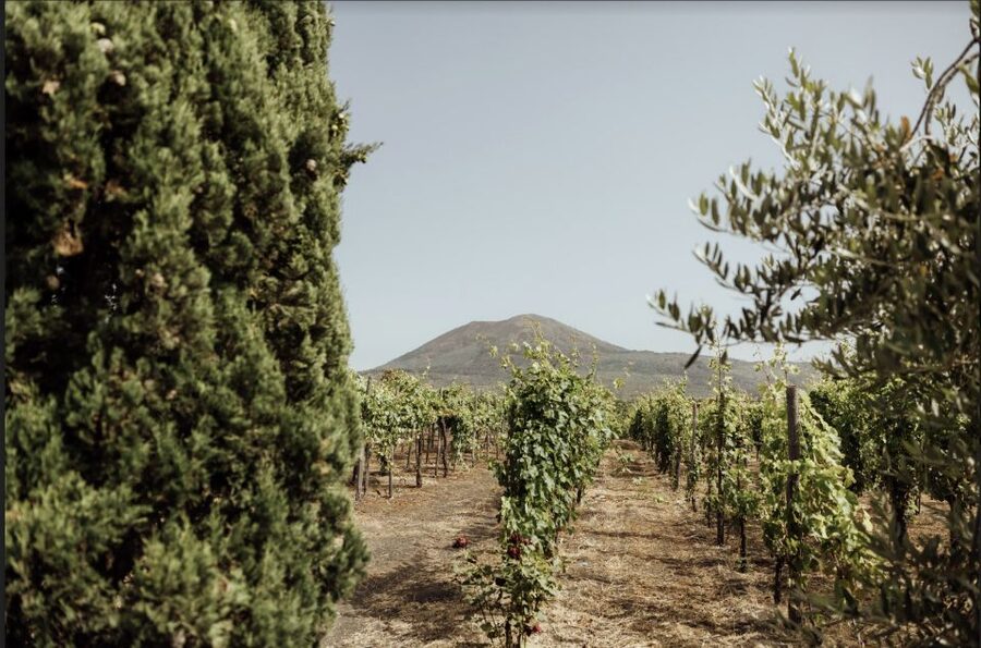 Mount Vesuvius: Vineyard Tour with Wine Tasting and Lunch - Organic Lacryma Christi DOC tasting: classic vs superior, white to red