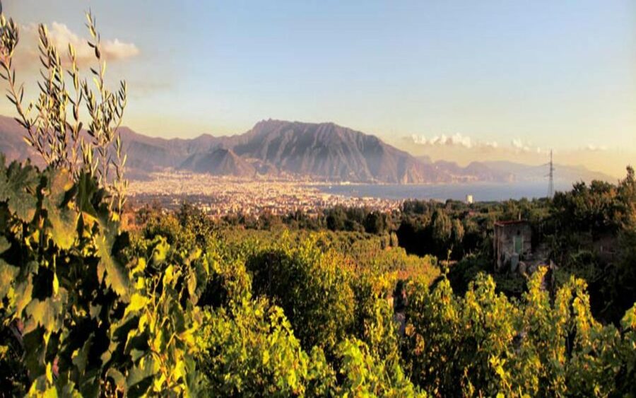Mount Vesuvius Wine Tasting and Lunch from Pompeii - Price and value: what you’re paying for at $96.29 per person