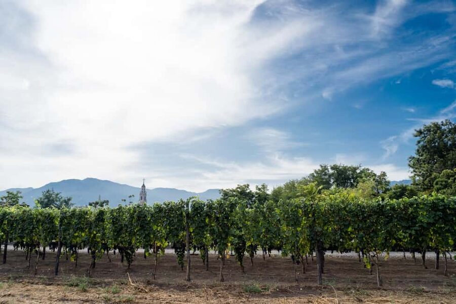 Mount Vesuvius Wine Tasting and Lunch from Pompeii - Vine rows, old vines, and meeting the people behind the wine