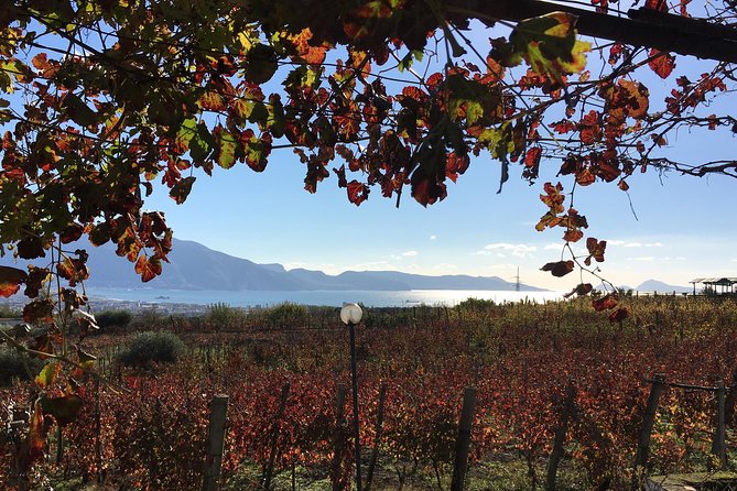 Mt. Vesuvius Wine Tasting and Lunch Experience from Pompeii - Key highlights worth clocking
