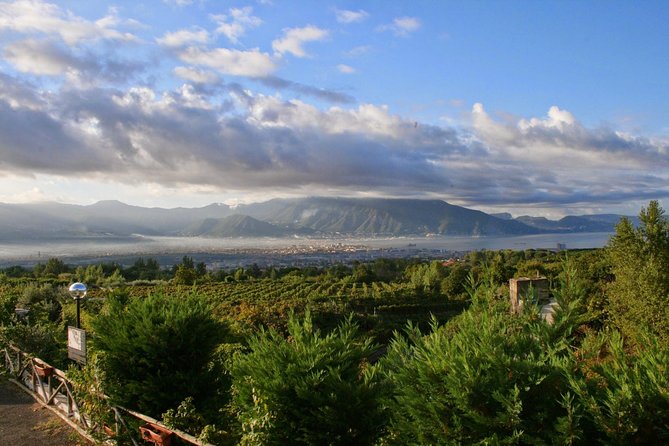 Mt. Vesuvius Wine Tasting and Lunch Experience from Pompeii - The vineyard walk: where the volcanic setting becomes real
