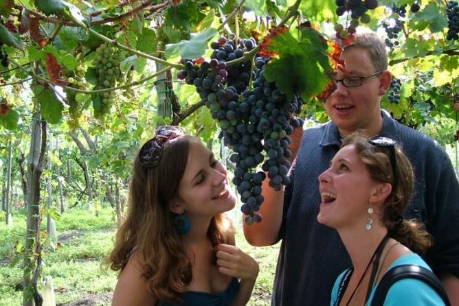 Mt. Vesuvius Wine Tasting and Lunch Experience from Pompeii - Views over the Gulf of Naples: why the scenery is part of the value