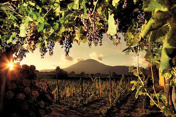 Mt. Vesuvius Wine Tasting and Lunch Experience from Pompeii - Wine tasting with food: three dishes, not just sips