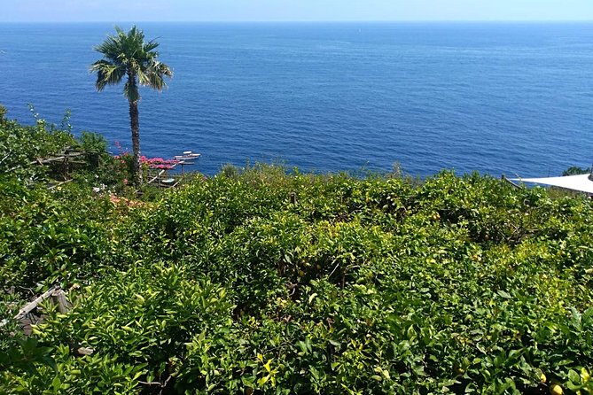 Naples port tour Sorrento and pompeii and overview of positano - Pompeii Archaeological Park: guided, private, and paced for 2 hours