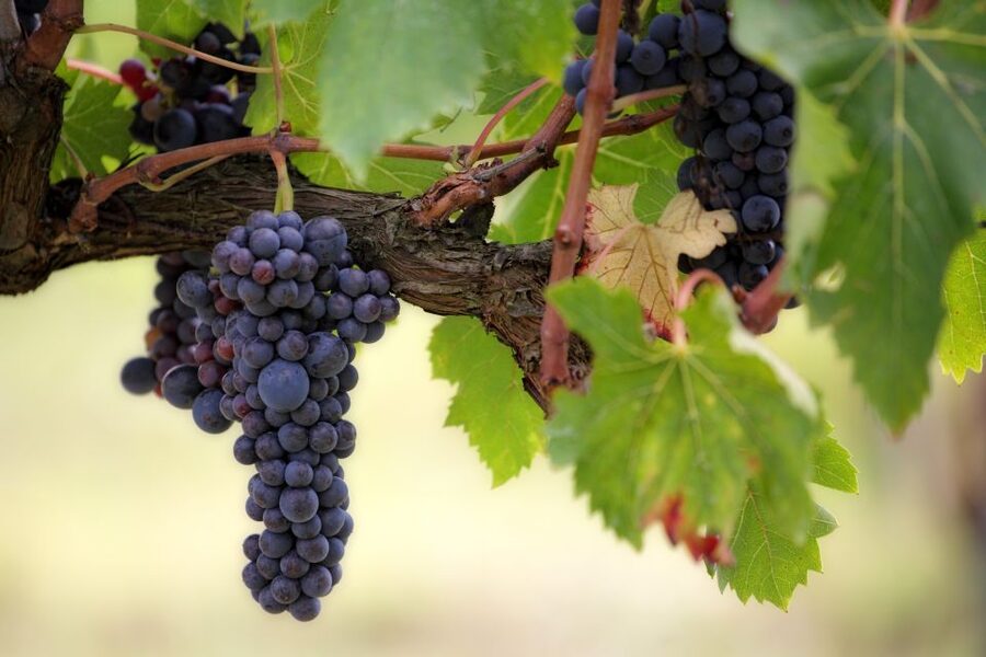 Naples: Vesuvius Half-Day Trip with Lunch and Wine Tasting - Why Vesuvius works as a half-day plan from Naples