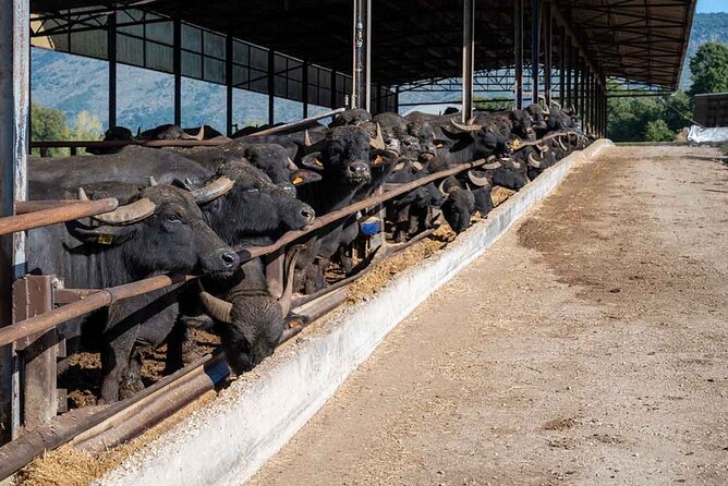 Pastum and Buffalo Mozzarella Drive - Paestum Doric Temples: Neptune, Hera, and Athena in One Walk