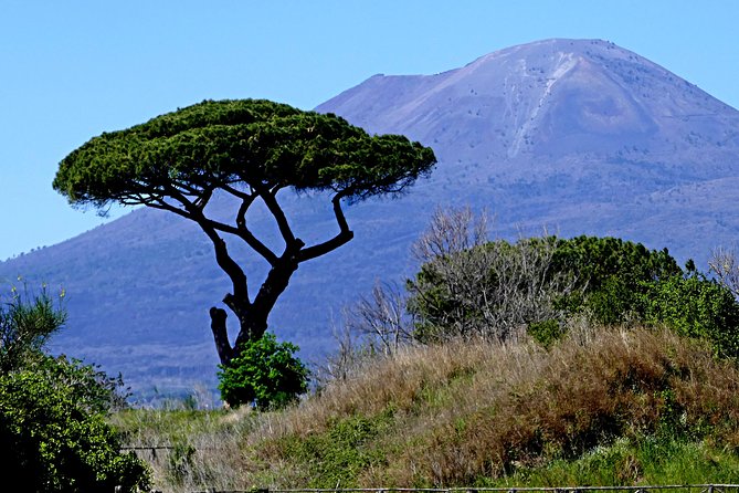 POMPEI Half Day TOUR - Departure from NAPLES Centre (TICKET INCLUDED) - Should you book this Pompeii half-day tour from Naples?