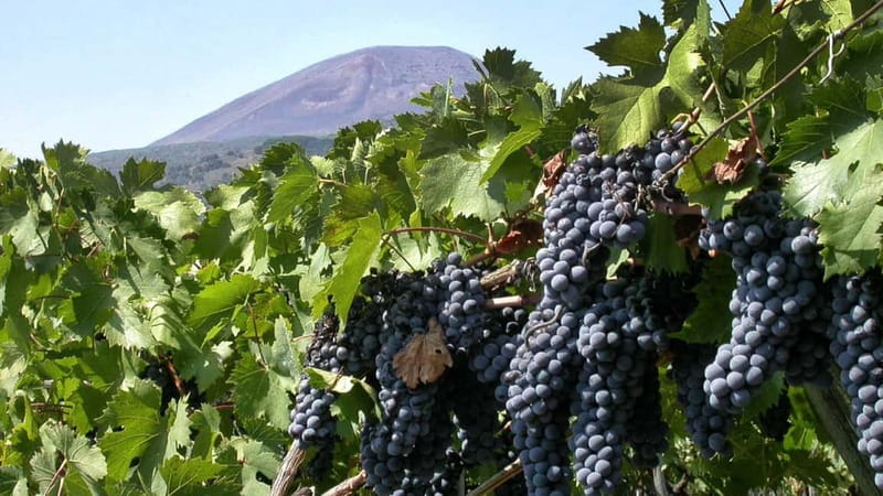Pompeii: Archeological Tour & Wine Tasting at Mt. Vesuvius - Pompeii with an archaeologist guide, not just a sightseeing walk
