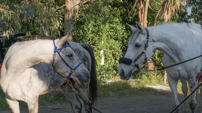 Pompeii: Mount Vesuvius Night Horseback Ride and Italian BBQ - The One-Hour Horse Ride Through Vesuvius Vineyards