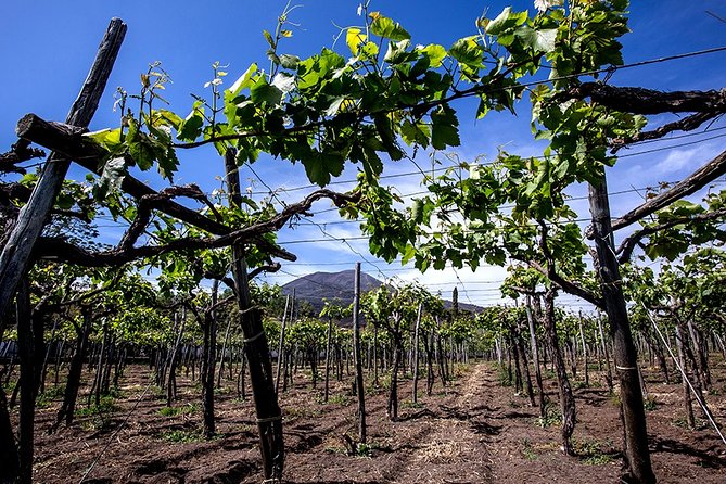 Pompeii Small Group Tour & Food/Wine tasting at Mt. Vesuvius - Where to meet, and why your day starts with Pompeii speed