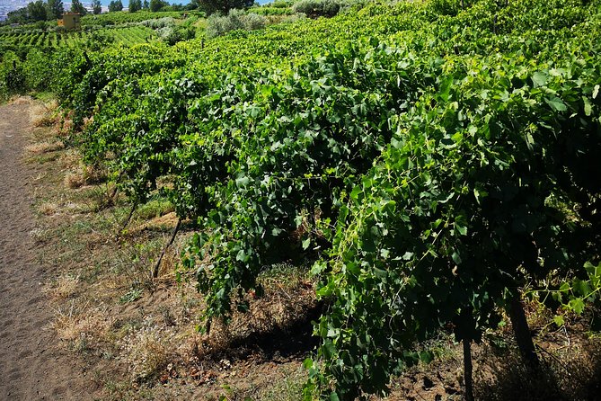 Pompeii Tour & Lunch with Wine Tasting Experience - Price and value: what $120.98 gets you, and what it does not