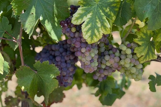 Pompeii & Wine Tasting : Private Day Trip from Naples - Naples Pickup to Pompeii, Fast and Comfortable