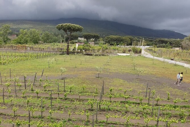 Pompeii & Wine Tasting : Private Day Trip from Naples - Practical Tips So You Do Not Feel Rushed