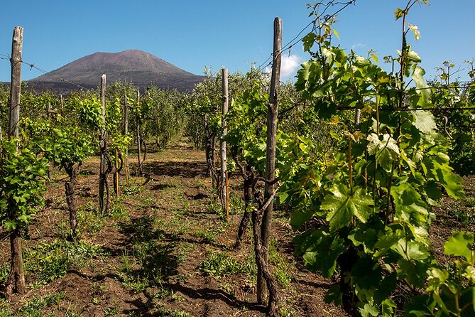 Pompeii with Wine Tasting and Lunch from Naples - Key highlights worth caring about