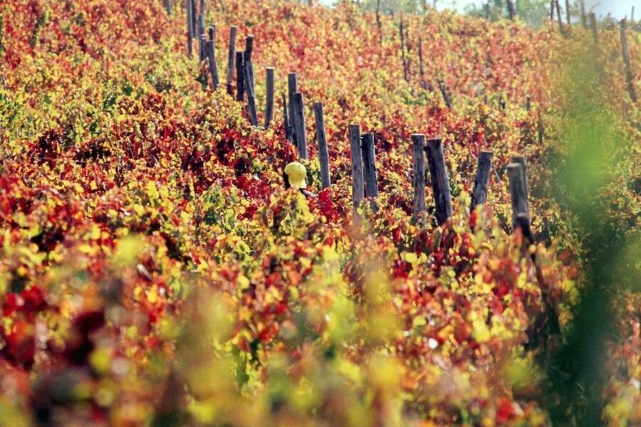 Pompeii with Wine Tasting Private Tour - Mount Vesuvius Vineyard Lunch and Wine Tasting: The Payoff Stop