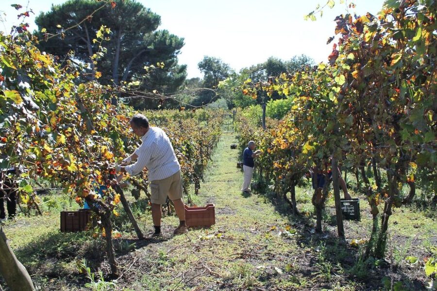Pompeii with Wine Tasting Private Tour - Practical Tips So Your Day Feels Easy
