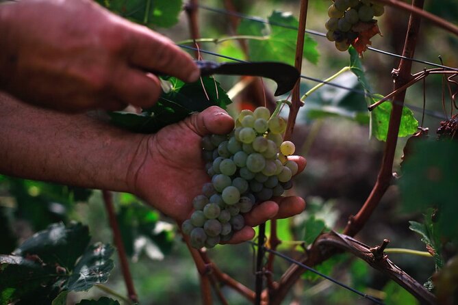 Premium Ischia Wine Tasting Experience with Transfer Included - Cellars Visit: Where You Build Context for the Tasting