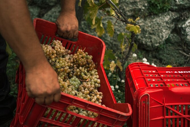 Premium Ischia Wine Tasting Experience with Transfer Included - The 4-Wine Tasting: What You Actually Get to Taste