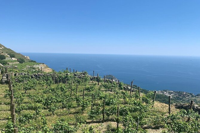 Premium Ischia Wine Tasting Experience with Transfer Included - Salumi and Cheese Pairings: The Food Part That Helps You Taste Better