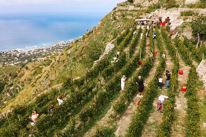 Premium Ischia Wine Tasting Experience with Transfer Included - Naples to Ischia With Transfer Included, and the “Time Savings” You Feel