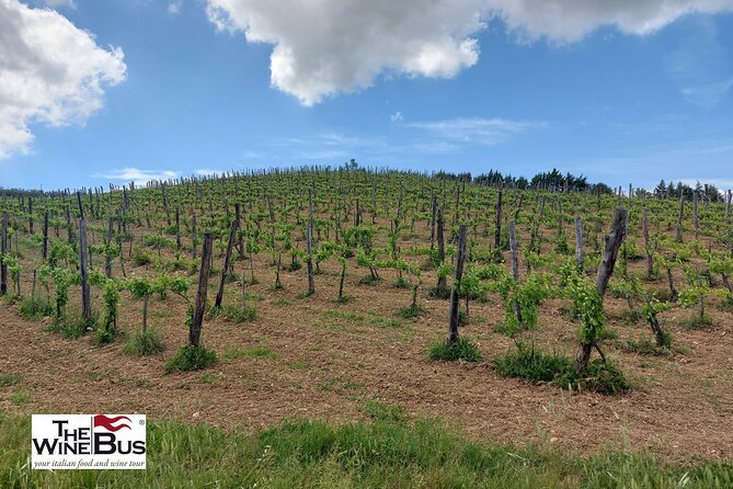 Private Irpinia Wine Tour from NAPLES with sommelier - Key Highlights You’ll Actually Care About
