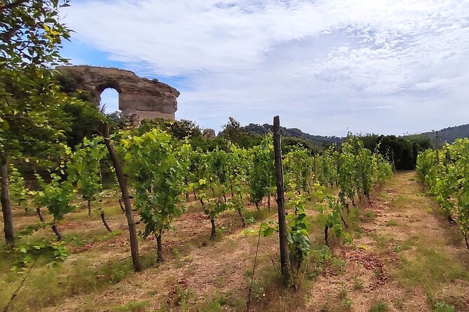 Private Natural Wine Vs Byodinamic and Organic Wine Tour - Tenuta Sorrentino Vesuvio, with Campi Flegrei context