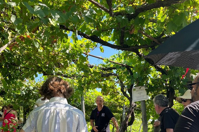 Private Natural Wine Vs Byodinamic and Organic Wine Tour - The history break: wine in the world, Italy, and Campania
