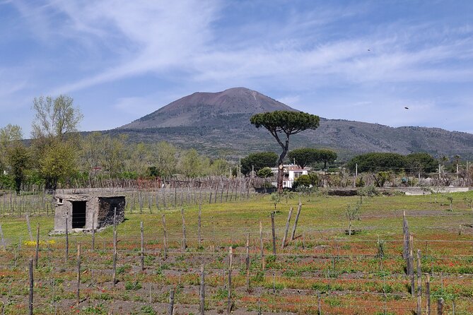 Private Tour Pompeii and Herculaneum - Price and Logistics: What You’re Really Paying For