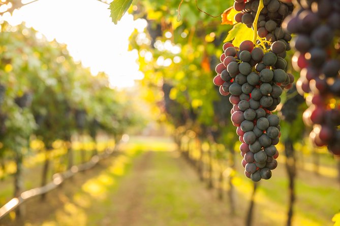 Private Tour: Pompeii & Wine Tasting at the Slopes of Mt Vesuvius - Private Transport That Actually Makes Sense From Naples