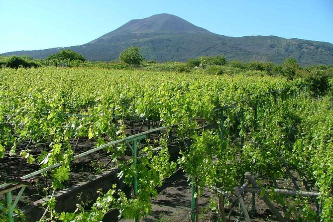 Private Tour: Pompeii & Wine Tasting at the Slopes of Mt Vesuvius - Timing, Pickup Spots, and How to Think About the 7-Hour Day