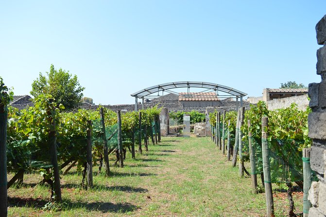 Private Tour: Pompeii & Wine Tasting at the Slopes of Mt Vesuvius - Value: Is This Pompeii and Wine Combo Worth $564.33?