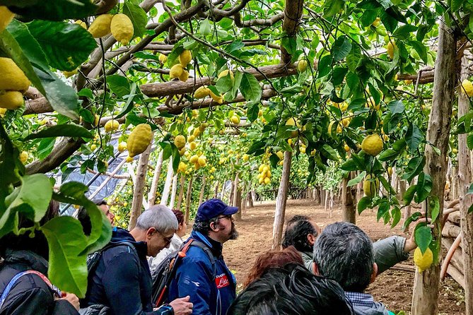 Private Tour: The Path of the Lemons - Key highlights you should care about