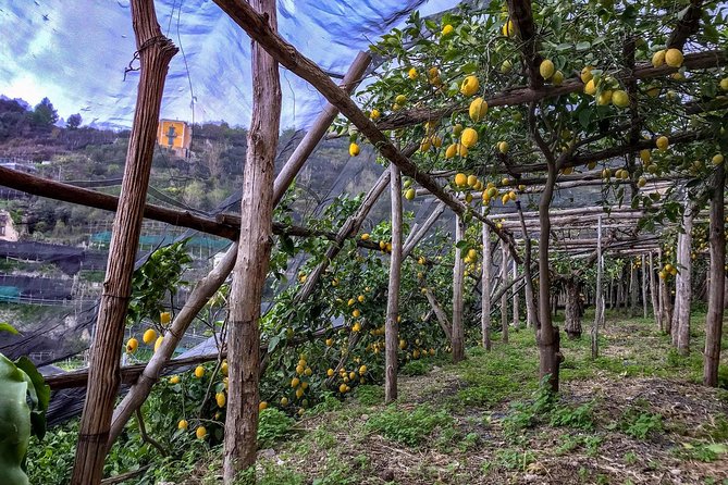 Private Tour: The Path of the Lemons - The guide experience: certified, personal, and flexible