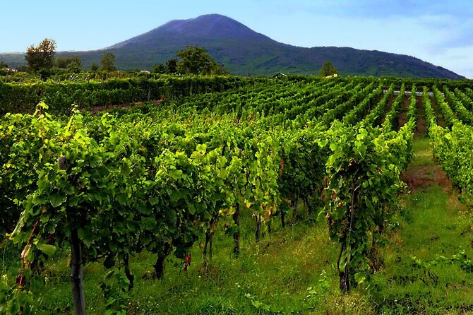 Private Wine Tour,lunch,8 wines, dedicated sommelier and trasport - Pickup, timing, and how the 5.5-hour private format feels on the ground