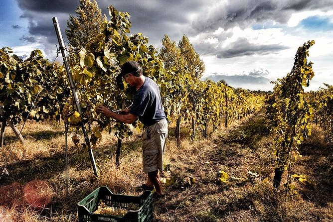 Scenic Wine Tasting & Lunch on the Slopes of Vesuvius from Naples - Key things I’d plan around