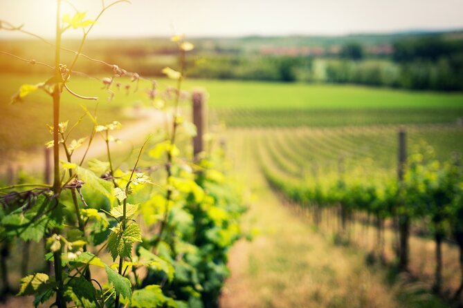 Scenic Wine Tasting & Lunch on the Slopes of Vesuvius from Naples - The vineyard walk: What you’ll actually look at and discuss