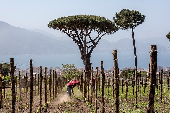 Scenic Wine Tasting & Lunch on the Slopes of Vesuvius from Naples - Lunch on the slopes: Mediterranean food matched to each pour
