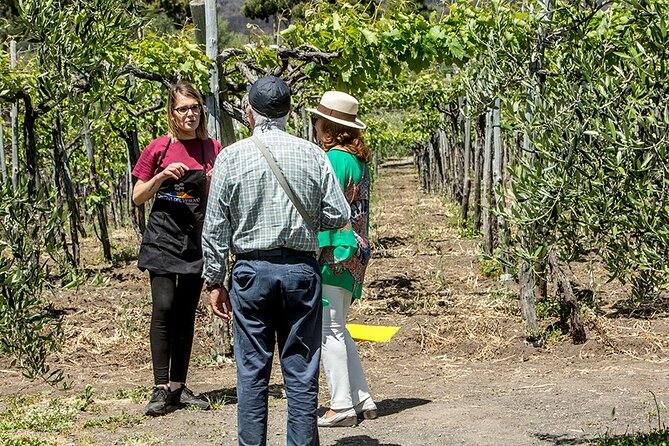 Scenic Wine Tasting & Lunch on the Slopes of Vesuvius from Naples - Practical tips for your Vesuvius wine tasting day